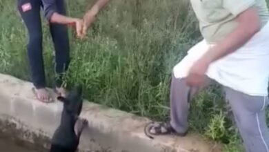 Photo of बेजुबानों की सहायता के लिये कोई प्रशासनिक अधिकारी नियुक्त है क्या ?